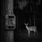 SENTINEL GPS infrared night vision capture of deer