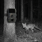 SENTINEL LITE vision nocturne infrarouge renard